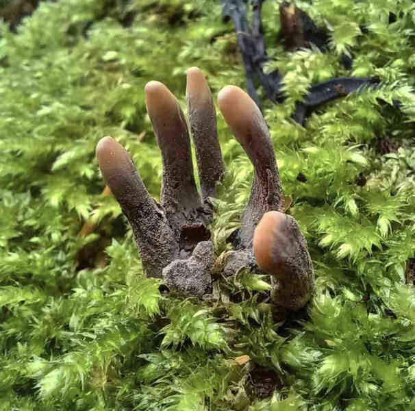 Đố biết tại sao loại nấm này có tên là Dead Man’s Finger?