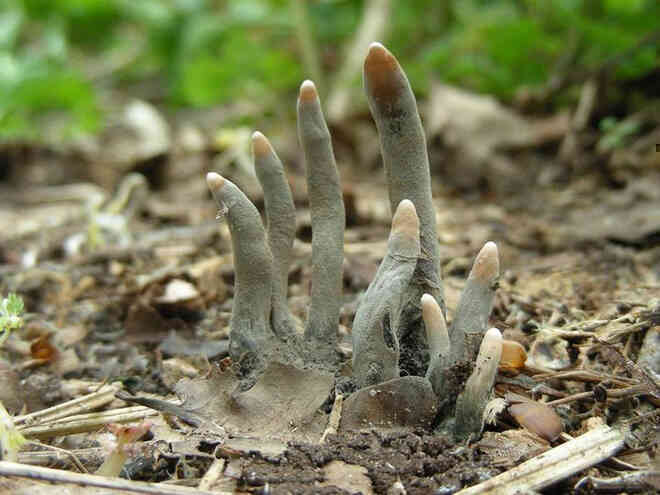 Đố biết tại sao loại nấm này có tên là Dead Man’s Finger? - Ảnh 2. Đố biết tại sao loại nấm này có tên là Dead Man’s Finger? - Ảnh 2.