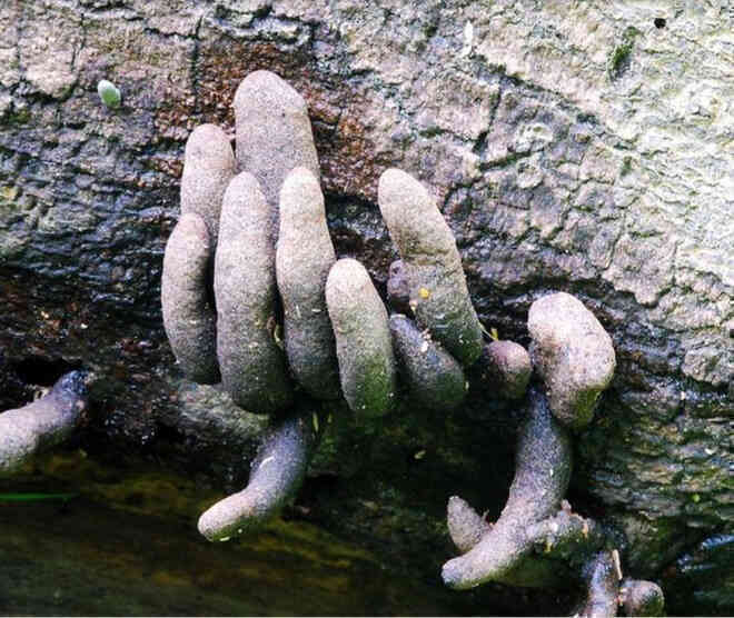 Đố biết tại sao loại nấm này có tên là Dead Man’s Finger? - Ảnh 3. Đố biết tại sao loại nấm này có tên là Dead Man’s Finger? - Ảnh 3.