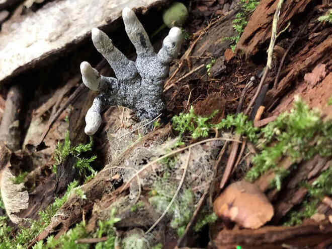 Đố biết tại sao loại nấm này có tên là Dead Man’s Finger? - Ảnh 5. Đố biết tại sao loại nấm này có tên là Dead Man’s Finger? - Ảnh 5.