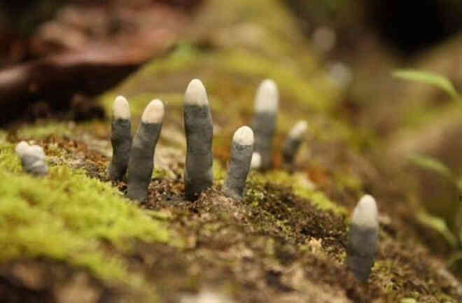 Đố biết tại sao loại nấm này có tên là Dead Man’s Finger? - Ảnh 6. Đố biết tại sao loại nấm này có tên là Dead Man’s Finger? - Ảnh 6.