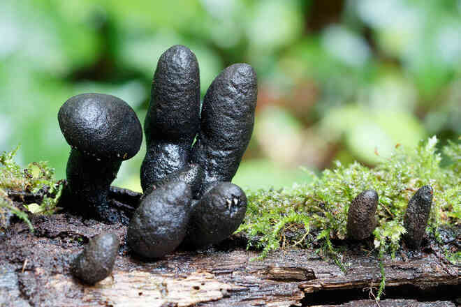 Đố biết tại sao loại nấm này có tên là Dead Man’s Finger? - Ảnh 7.