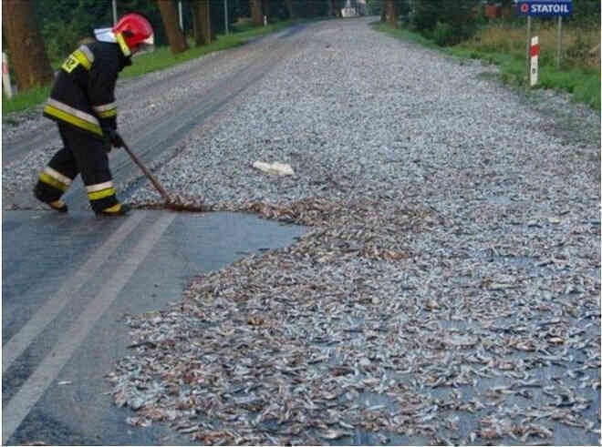 Khám phá về bí mật của những cơn mưa động vật - Ảnh 3.