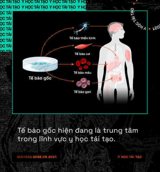Y học tái tạo sẽ giúp con người mọc lại các bộ phận đã mất giống như loài thằn lằn - Ảnh 4. Y học tái tạo sẽ giúp con người mọc lại các bộ phận đã mất giống như loài thằn lằn - Ảnh 4.