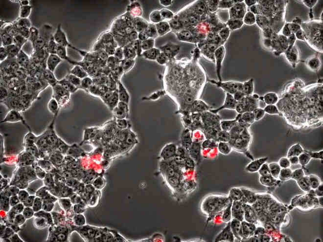 Cảnh quay thực virus SARS-CoV-2 và những video đoạt giải Nikon Small World 2021 - Ảnh 2. Cảnh quay thực virus SARS-CoV-2 và những video đoạt giải Nikon Small World 2021 - Ảnh 2.