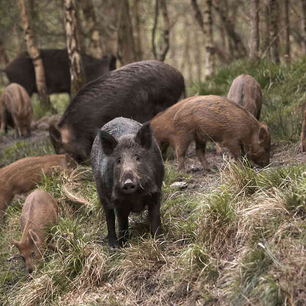 Một đàn lợn rừng làm việc teamwork để giải cứu hai con lợn bị kẹt trong bẫy - Ảnh 1.