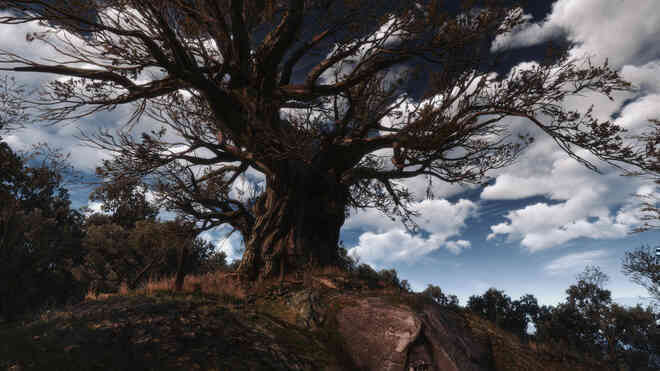 Cây đại thụ nhiều trăm năm tuổi tại Ba Lan được đặt tên theo nhân vật của series The Witcher
