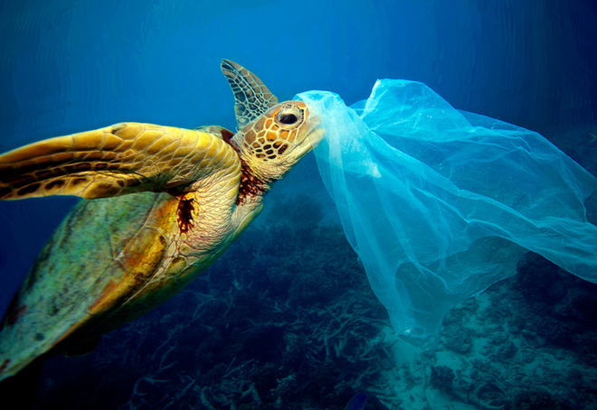 Báo động tình trạng rùa biển con đang nuốt phải rác thải nhựa ngày càng nhiều - Ảnh 1.