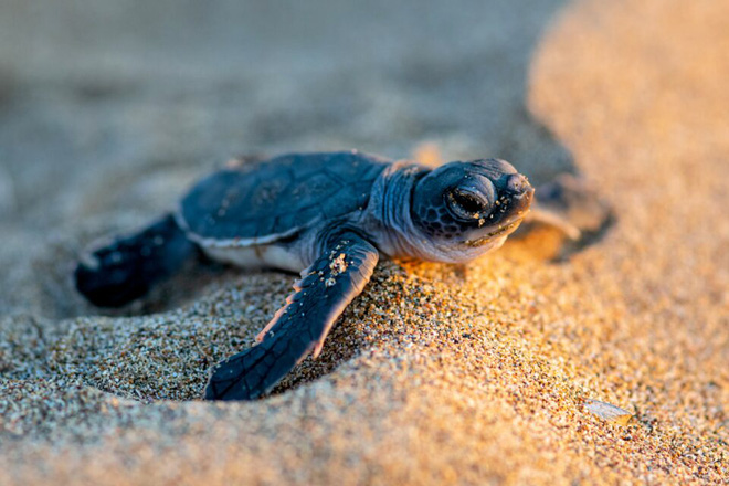 Báo động tình trạng rùa biển con đang nuốt phải rác thải nhựa ngày càng nhiều - Ảnh 2.