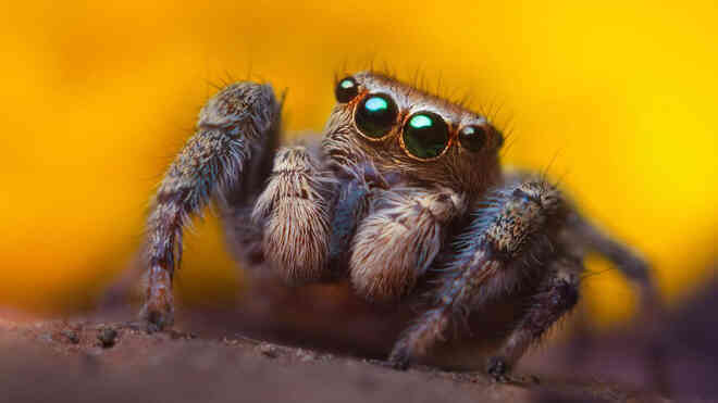 Một spidey sense thật sự vừa được phát hiện trên loài nhện - Ảnh 2.