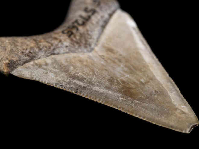 Lẽ nào siêu cá mập Megalodon vẫn đang còn sống dưới đại dương sâu thẳm? - Ảnh 8.