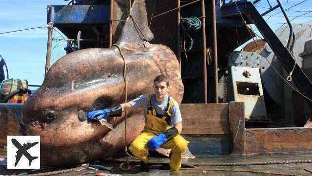 Đây là những quái vật biển sâu được một ngư dân người Nga đưa lên khỏi mặt nước - Ảnh 1.