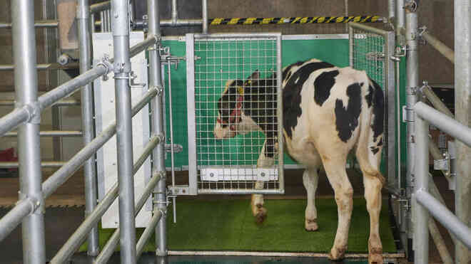 Các nhà khoa học đang dạy những con bò cách dùng nhà vệ sinh - Ảnh 1.