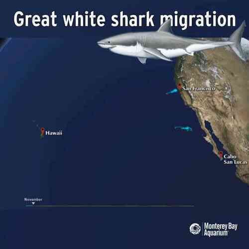Loài vật khiến cá mập trắng khiếp sợ, hễ nhìn thấy là chúng trốn ngay sang vùng biển khác - Ảnh 2.