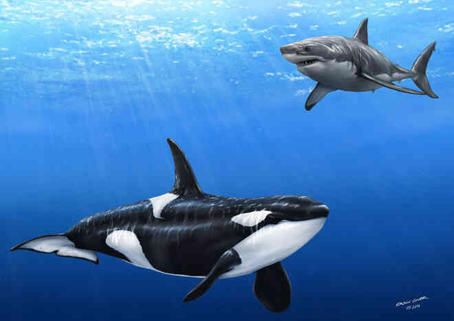 Loài vật khiến cá mập trắng khiếp sợ, hễ nhìn thấy là chúng trốn ngay sang vùng biển khác - Ảnh 3.