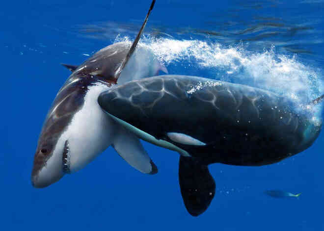 Loài vật khiến cá mập trắng khiếp sợ, hễ nhìn thấy là chúng trốn ngay sang vùng biển khác - Ảnh 4.