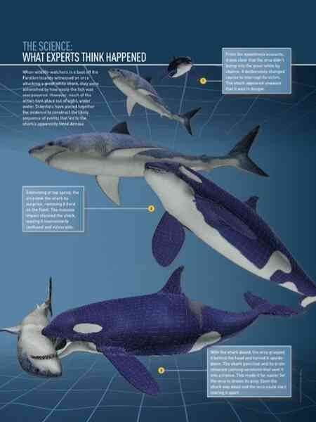 Loài vật khiến cá mập trắng khiếp sợ, hễ nhìn thấy là chúng trốn ngay sang vùng biển khác - Ảnh 5.