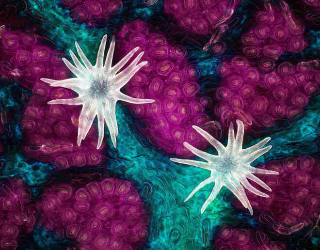 Thế giới vi mô tuyệt đẹp và lạ lẫm trong Top 20 bức ảnh thắng giải Nikon Small World 2021 - Ảnh 1. Thế giới vi mô tuyệt đẹp và lạ lẫm trong Top 20 bức ảnh thắng giải Nikon Small World 2021 - Ảnh 1.