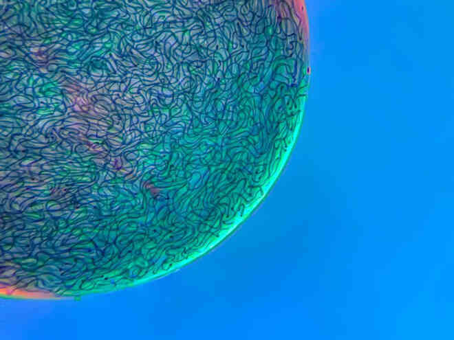 Thế giới vi mô tuyệt đẹp và lạ lẫm trong Top 20 bức ảnh thắng giải Nikon Small World 2021 - Ảnh 17. Thế giới vi mô tuyệt đẹp và lạ lẫm trong Top 20 bức ảnh thắng giải Nikon Small World 2021 - Ảnh 17.