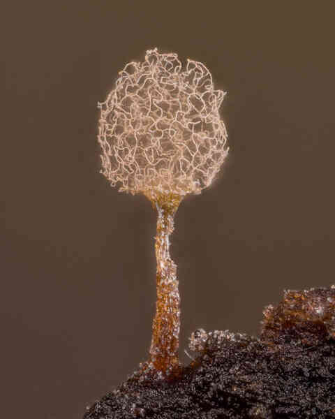 Thế giới vi mô tuyệt đẹp và lạ lẫm trong Top 20 bức ảnh thắng giải Nikon Small World 2021 - Ảnh 20. Thế giới vi mô tuyệt đẹp và lạ lẫm trong Top 20 bức ảnh thắng giải Nikon Small World 2021 - Ảnh 20.