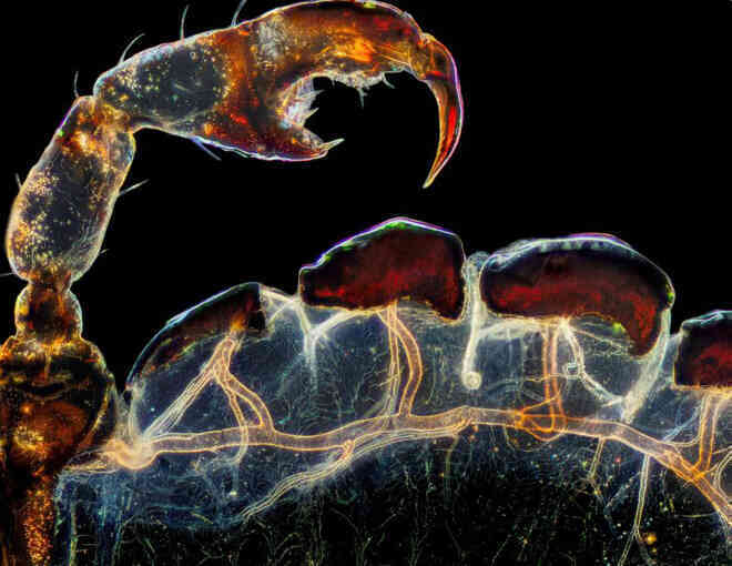 Thế giới vi mô tuyệt đẹp và lạ lẫm trong Top 20 bức ảnh thắng giải Nikon Small World 2021 - Ảnh 3. Thế giới vi mô tuyệt đẹp và lạ lẫm trong Top 20 bức ảnh thắng giải Nikon Small World 2021 - Ảnh 3.