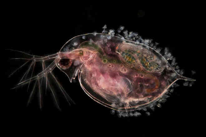 Thế giới vi mô tuyệt đẹp và lạ lẫm trong Top 20 bức ảnh thắng giải Nikon Small World 2021 - Ảnh 9. Thế giới vi mô tuyệt đẹp và lạ lẫm trong Top 20 bức ảnh thắng giải Nikon Small World 2021 - Ảnh 9.