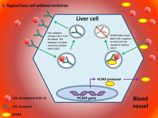 Một mũi tiêm RNA có giá hơn 60 triệu, giúp hạ mỡ máu, phòng ngừa đột quỵ vừa được cơ quan y tế Anh chấp thuận - Ảnh 2.