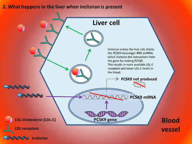 Một mũi tiêm RNA có giá hơn 60 triệu, giúp hạ mỡ máu, phòng ngừa đột quỵ vừa được cơ quan y tế Anh chấp thuận - Ảnh 3.