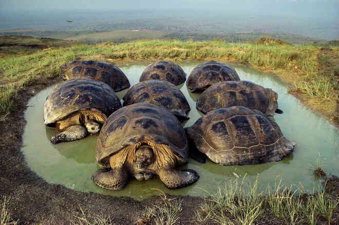 Quần đảo Galapagos: Thế giới thời tiền sử ở Thái Bình Dương! - Ảnh 3.