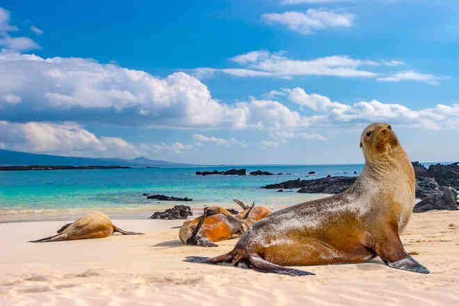 Quần đảo Galapagos: Thế giới thời tiền sử ở Thái Bình Dương! - Ảnh 4.