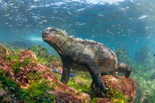 Quần đảo Galapagos: Thế giới thời tiền sử ở Thái Bình Dương! - Ảnh 5.