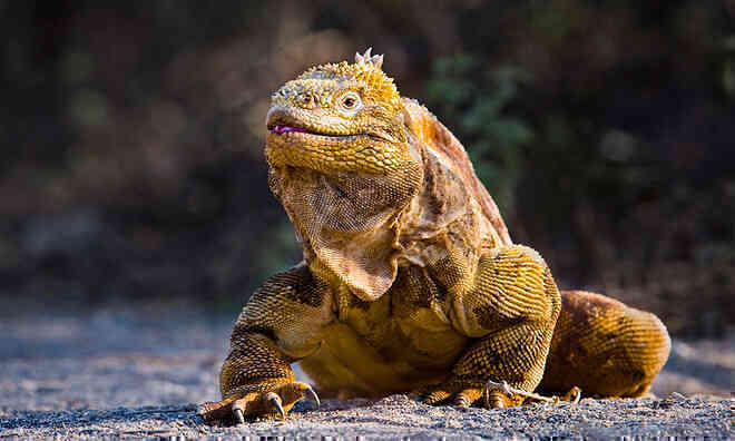 Quần đảo Galapagos: Thế giới thời tiền sử ở Thái Bình Dương! - Ảnh 6. Quần đảo Galapagos: Thế giới thời tiền sử ở Thái Bình Dương! - Ảnh 6.