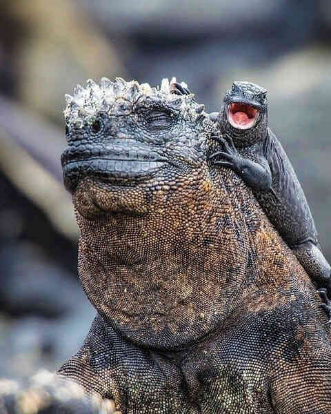 Quần đảo Galapagos: Thế giới thời tiền sử ở Thái Bình Dương! - Ảnh 7. Quần đảo Galapagos: Thế giới thời tiền sử ở Thái Bình Dương! - Ảnh 7.