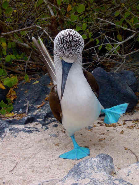 Quần đảo Galapagos: Thế giới thời tiền sử ở Thái Bình Dương! - Ảnh 8. Quần đảo Galapagos: Thế giới thời tiền sử ở Thái Bình Dương! - Ảnh 8.