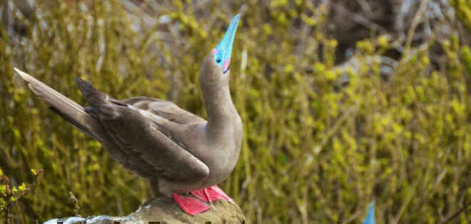 Quần đảo Galapagos: Thế giới thời tiền sử ở Thái Bình Dương! - Ảnh 9. Quần đảo Galapagos: Thế giới thời tiền sử ở Thái Bình Dương! - Ảnh 9.