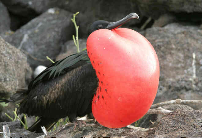 Quần đảo Galapagos: Thế giới thời tiền sử ở Thái Bình Dương! - Ảnh 10.