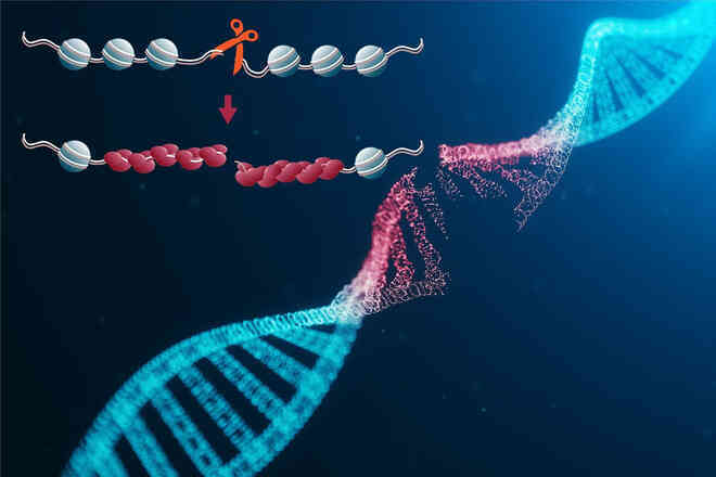 Suy nghĩ quá nhanh gây đứt gãy DNA trong não bộ, hậu quả của nó là gì? - Ảnh 1. Suy nghĩ quá nhanh gây đứt gãy DNA trong não bộ, hậu quả của nó là gì? - Ảnh 1.