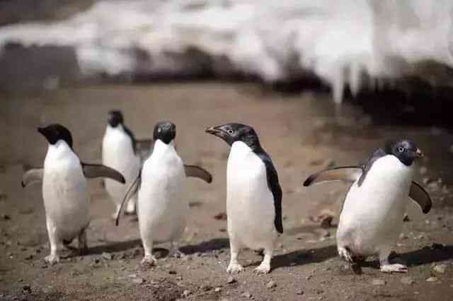 Là biểu tượng của Nam Cực, tại sao chim cánh cụt cũng sống ở xích đạo nhiệt đới? - Ảnh 4.