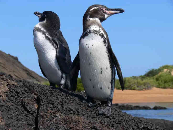 Là biểu tượng của Nam Cực, tại sao chim cánh cụt cũng sống ở xích đạo nhiệt đới? - Ảnh 6.