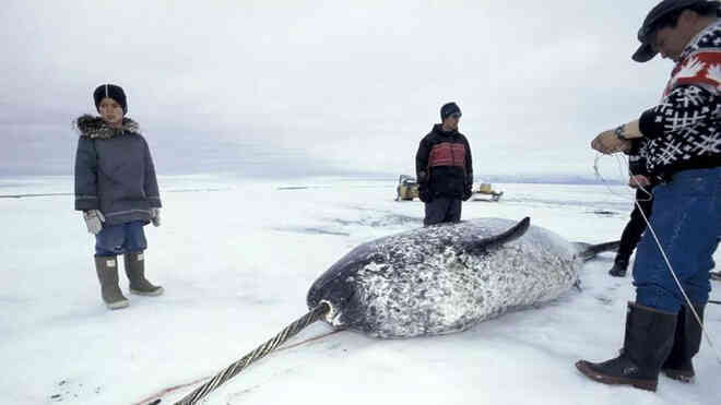 Vì ba con cá voi xám, Liên Xô và Mỹ đã bắt tay hợp tác ngay trong thời kỳ Chiến tranh Lạnh