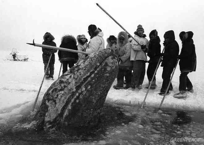 Vì ba con cá voi xám, Liên Xô và Mỹ đã bắt tay hợp tác ngay trong thời kỳ Chiến tranh Lạnh - Ảnh 7.