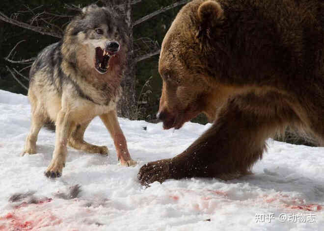 Các nhà khoa học lần đầu ghi nhận cảnh tượng chó sói dàn cảnh để bắt gấu nâu - Ảnh 5.