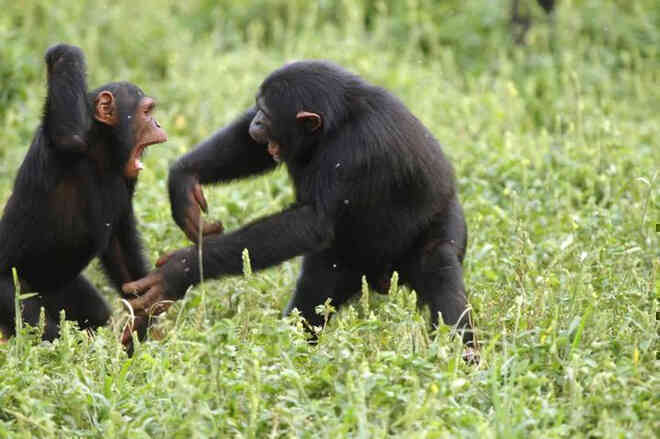 Chiến tranh tinh tinh: Vì tranh giành quyền lực mà những con tinh tinh này đã tổ chức một cuộc chiến đẫm máu kéo dài 4 năm - Ảnh 13.