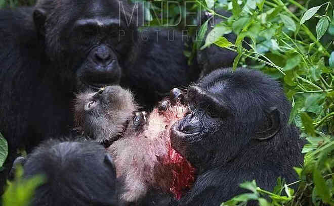 Chiến tranh tinh tinh: Vì tranh giành quyền lực mà những con tinh tinh này đã tổ chức một cuộc chiến đẫm máu kéo dài 4 năm - Ảnh 9.