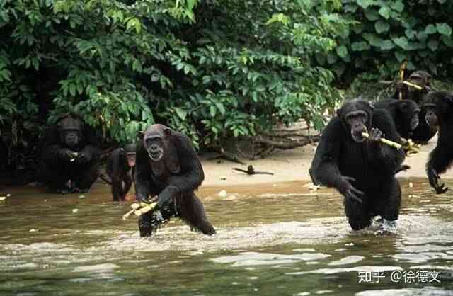 Rise of the Apes phiên bản thực tế: Bạn sẽ bị ăn tươi nuốt sống khi dám đến gần lãnh thổ của chúng! - Ảnh 1. Rise of the Apes phiên bản thực tế: Bạn sẽ bị ăn tươi nuốt sống khi dám đến gần lãnh thổ của chúng! - Ảnh 1.