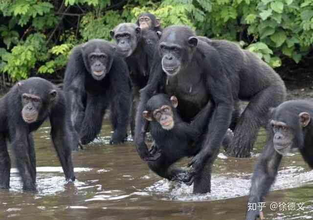Rise of the Apes phiên bản thực tế: Bạn sẽ bị ăn tươi nuốt sống khi dám đến gần lãnh thổ của chúng! - Ảnh 3.