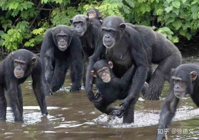 Rise of the Apes phiên bản thực tế: Bạn sẽ bị ăn tươi nuốt sống khi dám đến gần lãnh thổ của chúng! - Ảnh 3. Rise of the Apes phiên bản thực tế: Bạn sẽ bị ăn tươi nuốt sống khi dám đến gần lãnh thổ của chúng! - Ảnh 3.