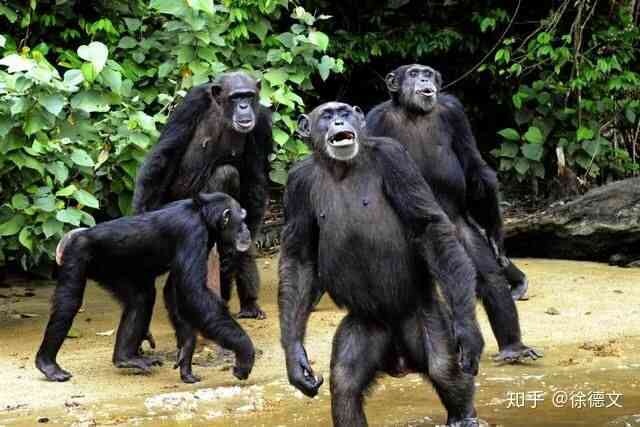 Rise of the Apes phiên bản thực tế: Bạn sẽ bị ăn tươi nuốt sống khi dám đến gần lãnh thổ của chúng! - Ảnh 4.