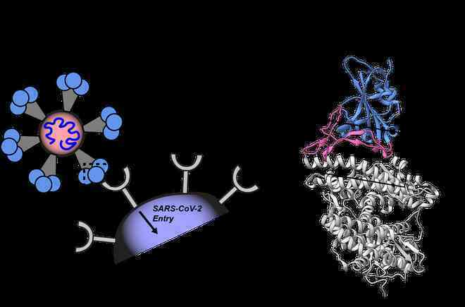 Ba chủng virus corona có họ hàng gần nhất với SARS-CoV-2 được tìm thấy tại Lào - Ảnh 2.