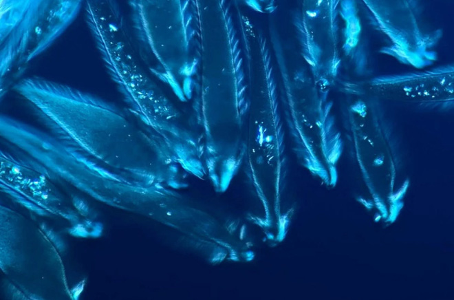 Ngắm nhìn thế giới siêu nhỏ hoạt động ra sao trong loạt video thắng giải cuộc thi video Nikon Small World in Motion 2021